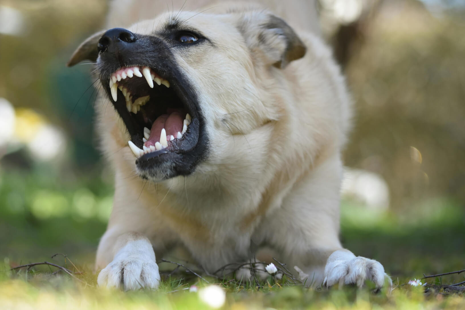 Co zrobić z agresywnym psem?