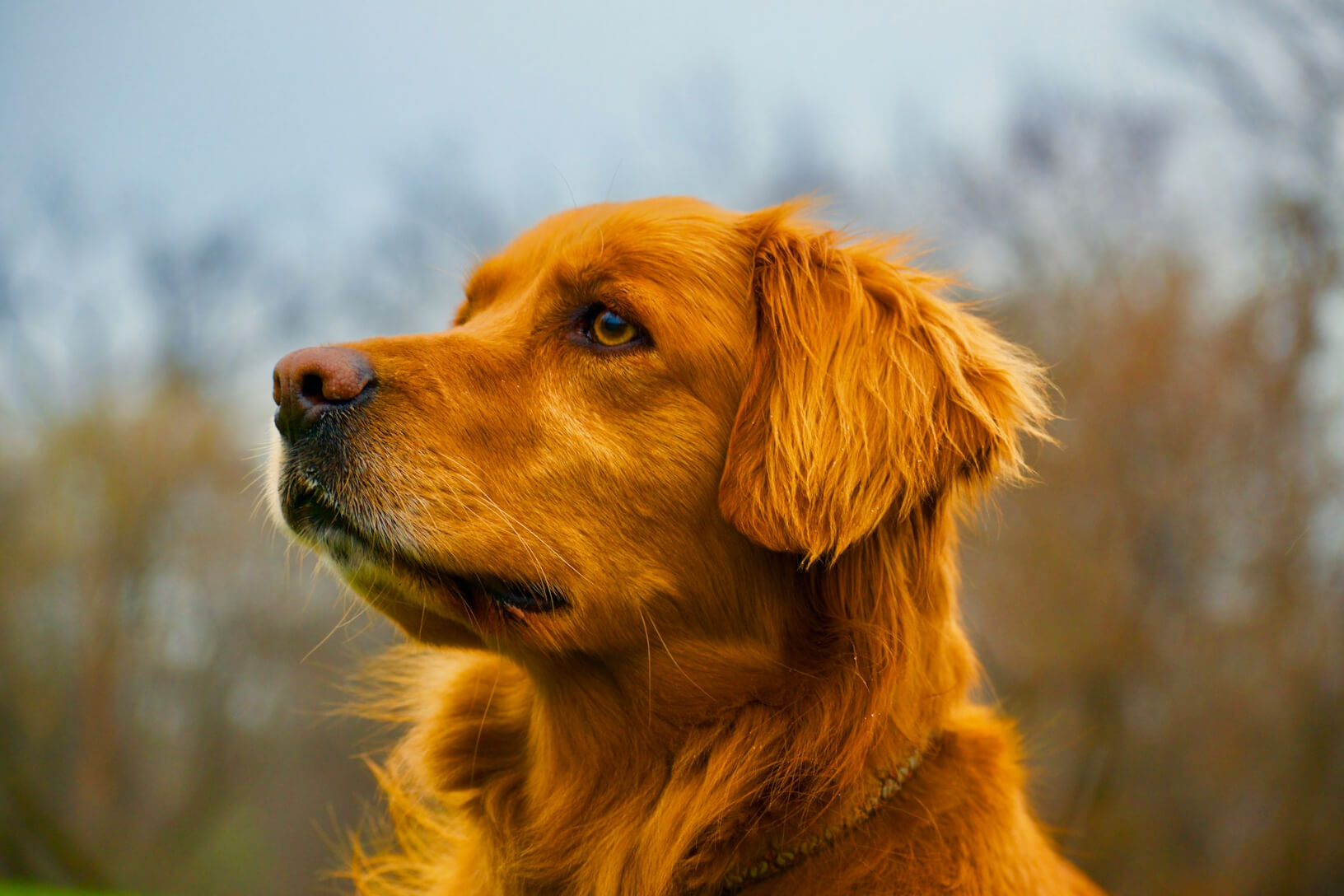 Dysplazja u psa — jak objawia się dysplazja i czy pies może z nią żyć?