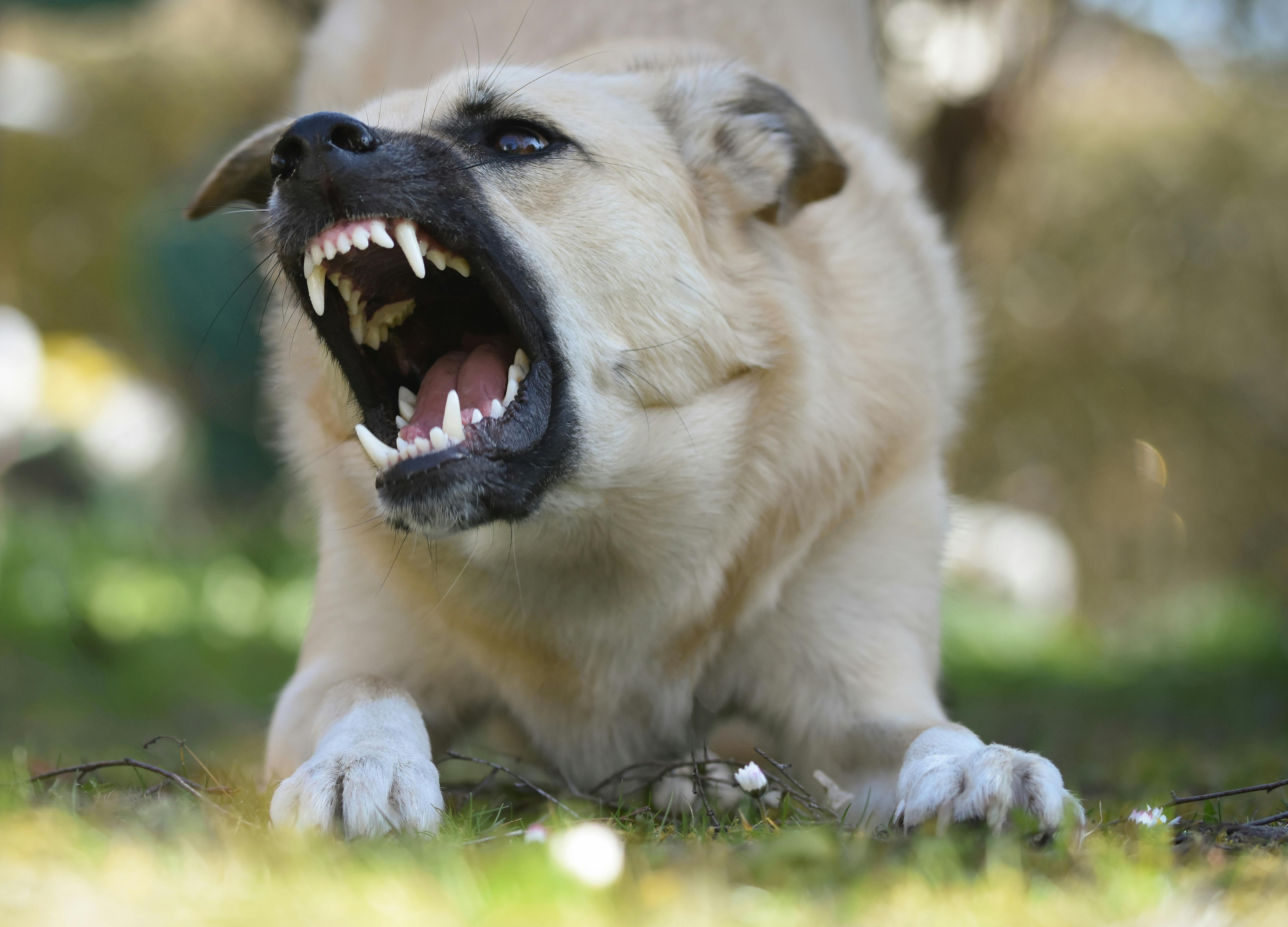 Co zrobić z agresywnym psem?