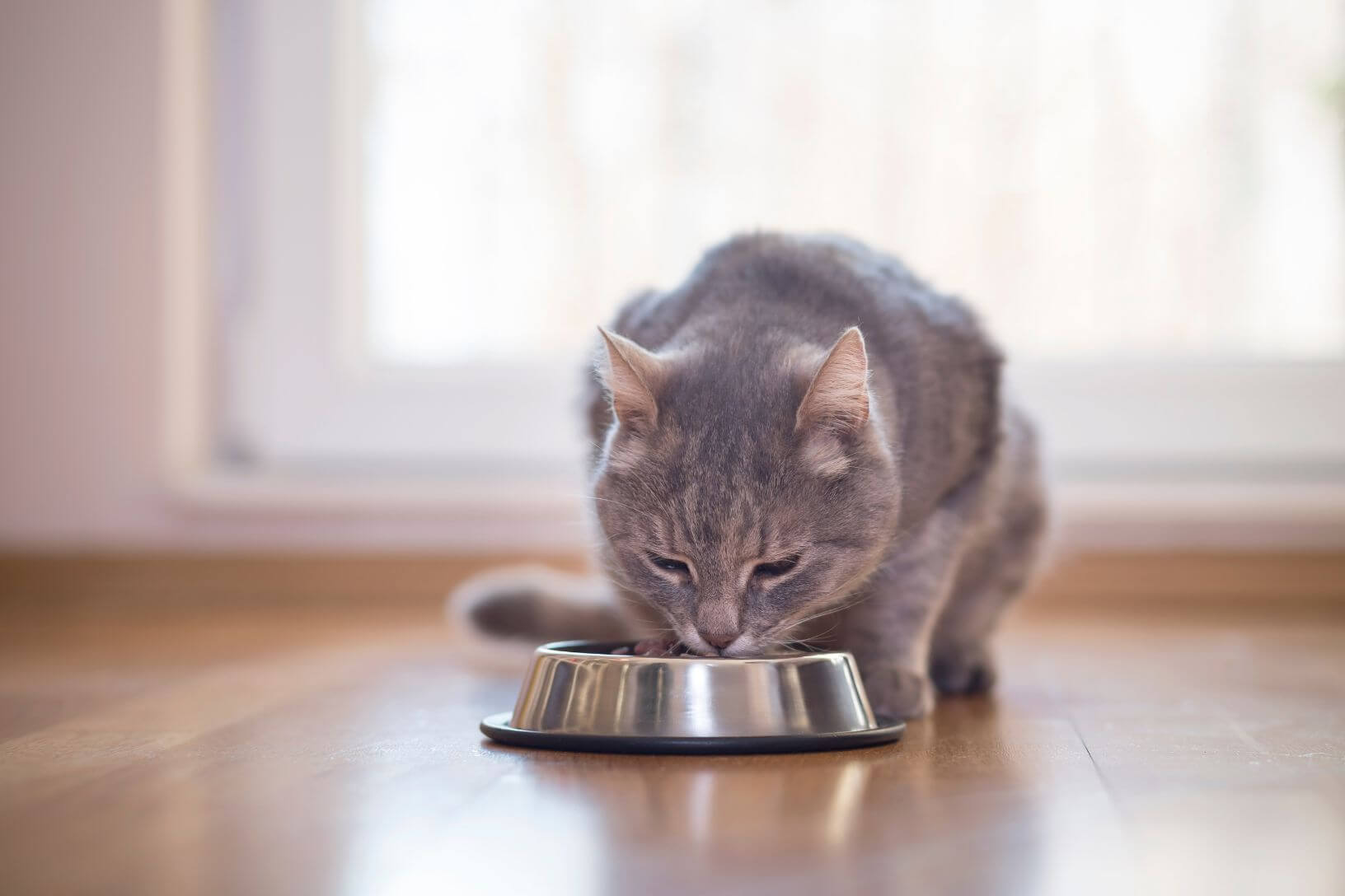 Czego nie może jeść kot: Kompleksowy przewodnik po produktach zakazanych i toksycznych dla Twojego pupila